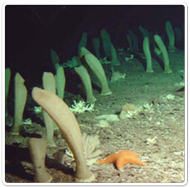 A sponge bed with some corals inbetween, these sponges are about two feet tall. Hawaii (Image copyright NOAA, 2005).