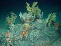 Deep-water coral garden on glacial drop stone, W Ireland.